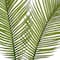 Green Sago Palm Stem by Ashland®